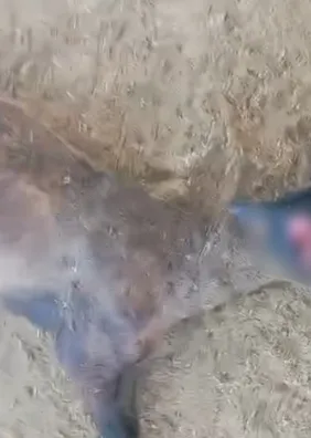 Suposto ataque de ‘chupa-cabra’ deixa 6 ovelhas mortas em propriedade rural de Craíbas