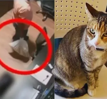Ministério Público denuncia e pede prisão preventiva dos acusados da morte da gata Camila Regina