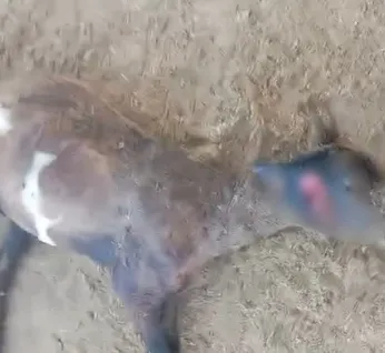 Suposto ataque de ‘chupa-cabra’ deixa 6 ovelhas mortas em propriedade rural de Craíbas