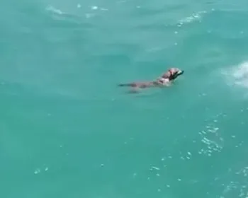 Cachorro é flagrado nadando atrás de jet ski na Praia de Jatiúca