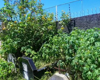 Cemitério de Maceió tem covas tomadas pelo mato e sepultamentos nos corredores