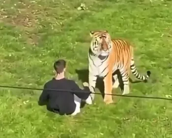 Homem morre após invadir recinto de tigres em zoológico