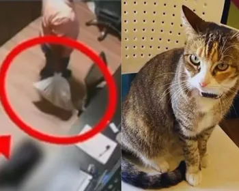 Suspeita de ordenar morte da gata Camila Regina deve se entregar à polícia