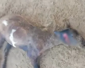 Suposto ataque de ‘chupa-cabra’ deixa 6 ovelhas mortas em propriedade rural de Craíbas