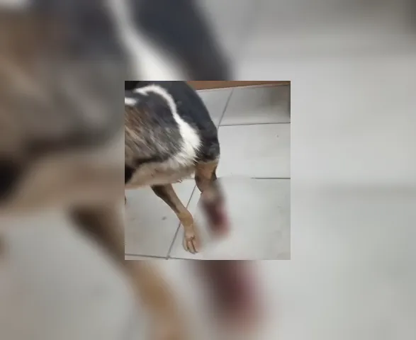 Morte de cão e denúncias de agressões levam ao indiciamento de 2 mulheres em Maceió