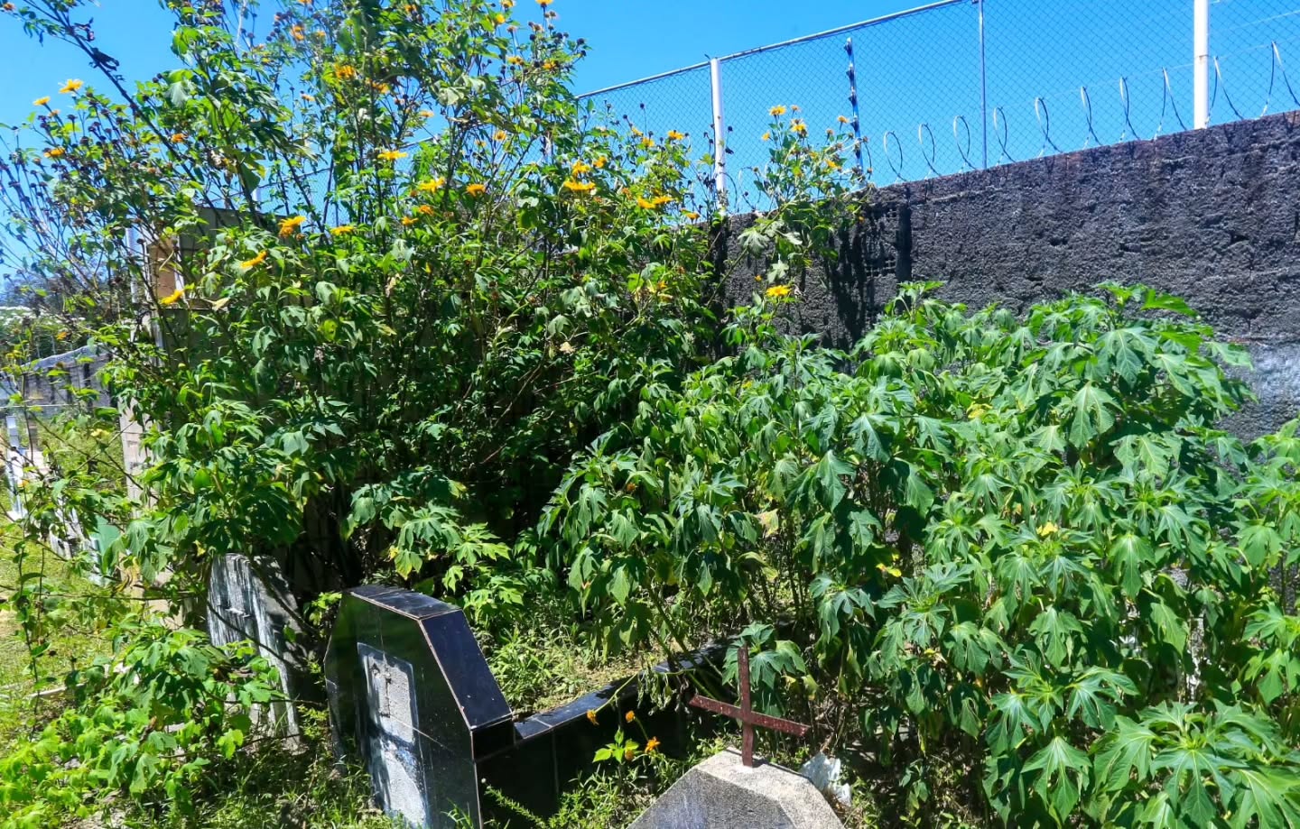 Cemitério de Maceió tem covas tomadas pelo mato e sepultamentos nos corredores
