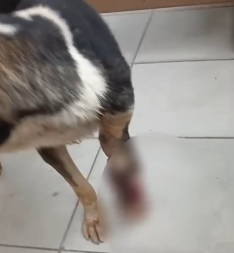 Morte de cão e denúncias de agressões levam ao indiciamento de 2 mulheres em Maceió