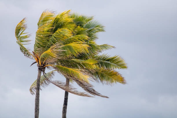 Ventos fortes devem continuar em Alagoas até domingo; Defesa Civil alerta para riscos