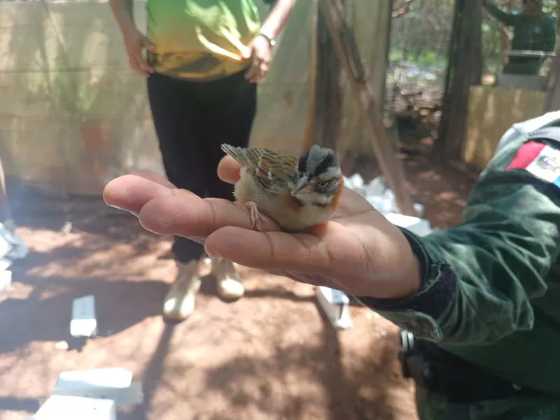 Aes de conscientizao da populao sobre a importncia de manter os animais em seu habitat foram realizadas