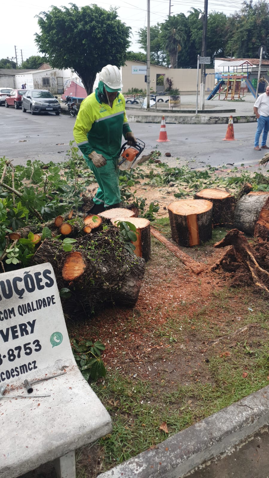 Árvore cai em avenida do conjunto Graciliano Ramos