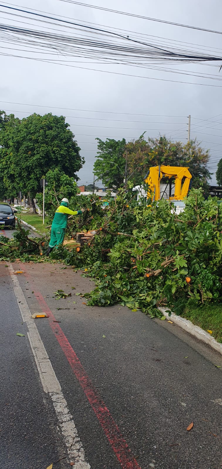 Árvore cai em avenida do conjunto Graciliano Ramos