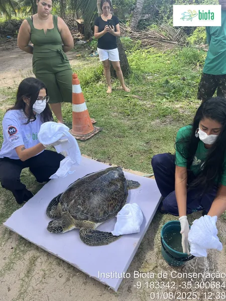 Tartaruga-verde é encontrada com crânio esmagado na Praia do Patacho