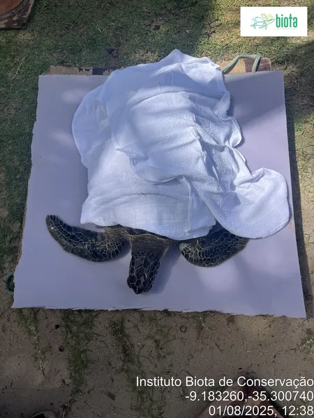 Tartaruga-verde é encontrada com crânio esmagado na Praia do Patacho