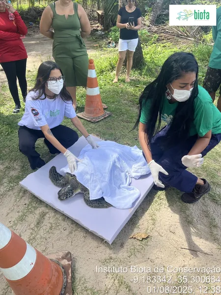Tartaruga-verde é encontrada com crânio esmagado na Praia do Patacho
