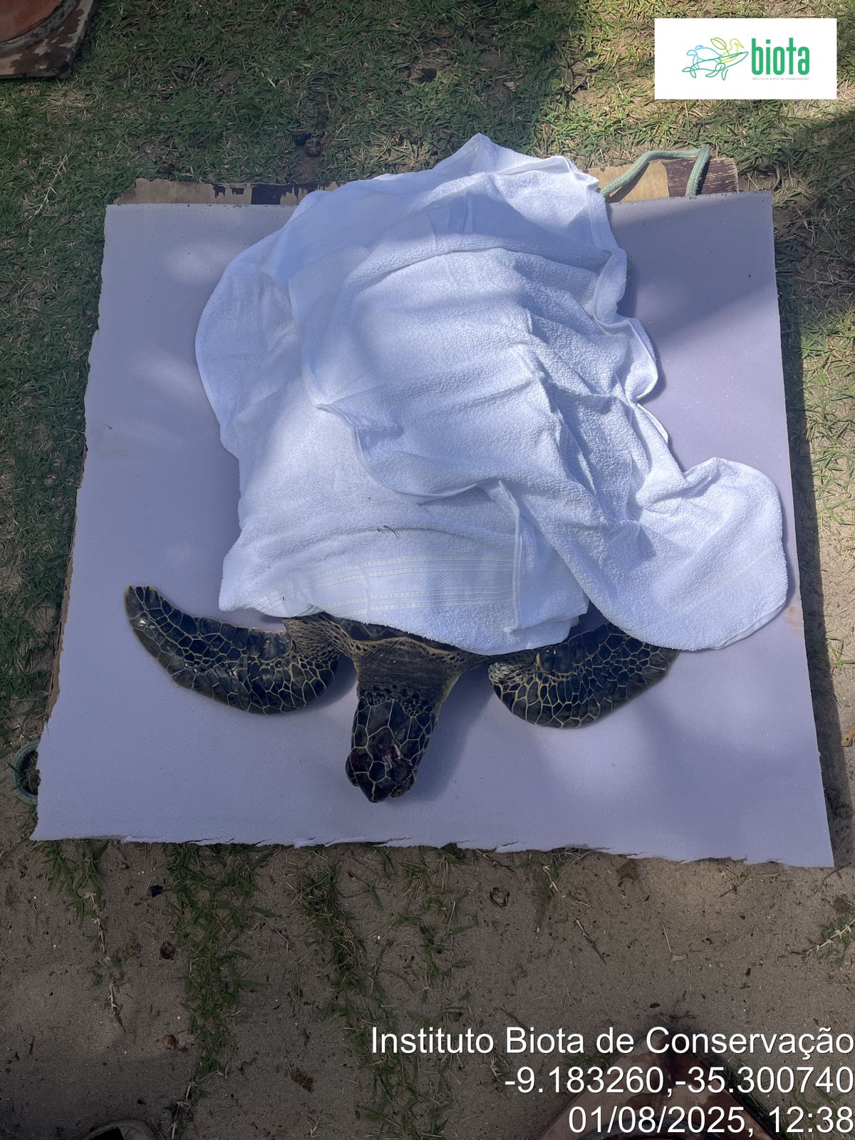 Tartaruga-verde é encontrada com crânio esmagado na Praia do Patacho