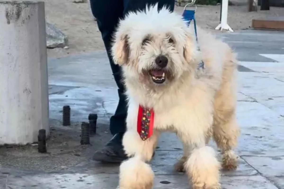 Cachorro Scooby é aceito como parte em processo e juiz condena tutora