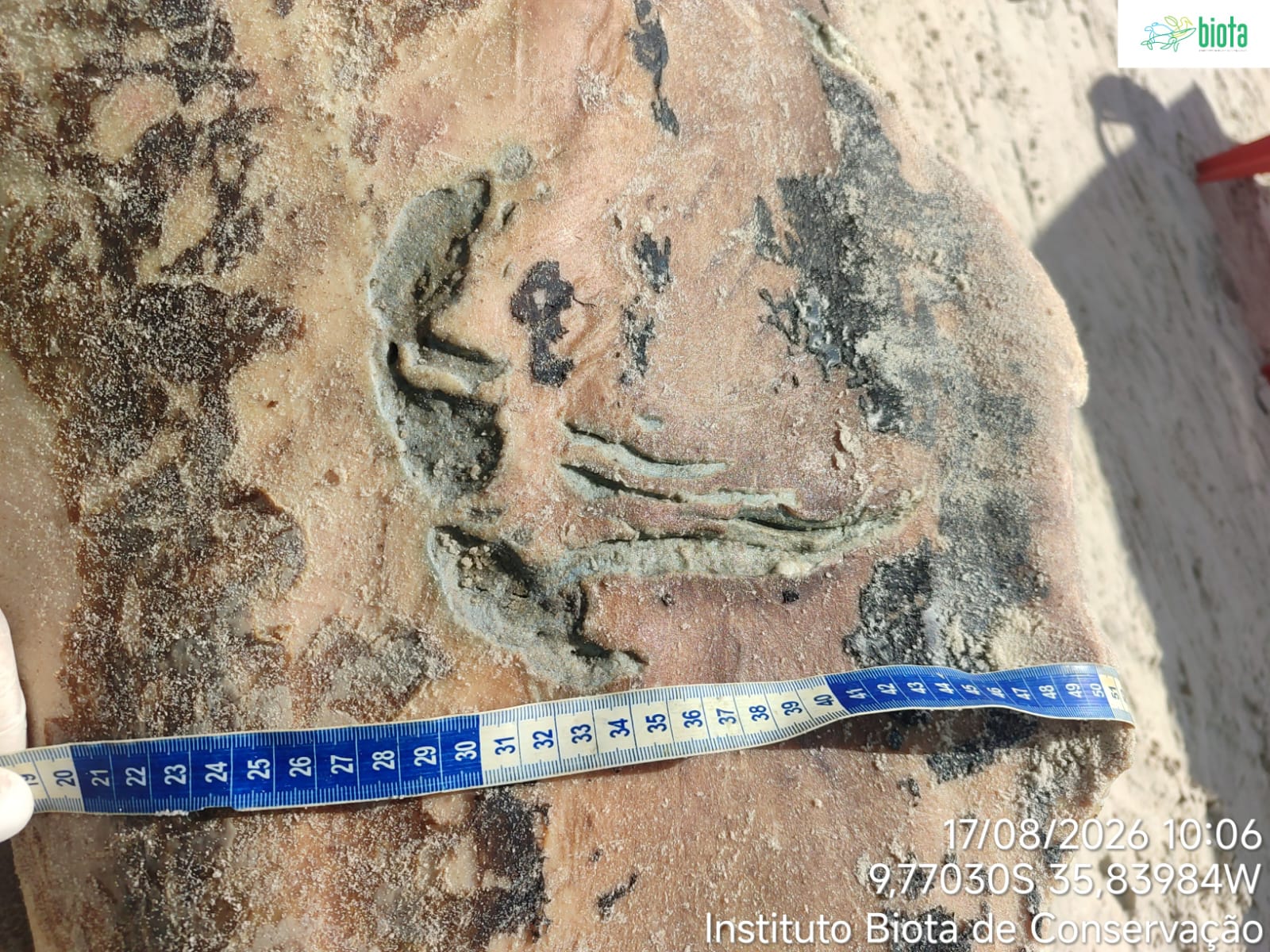 Golfinho é encontrado morto com marcas de mordidas na Praia do Francês