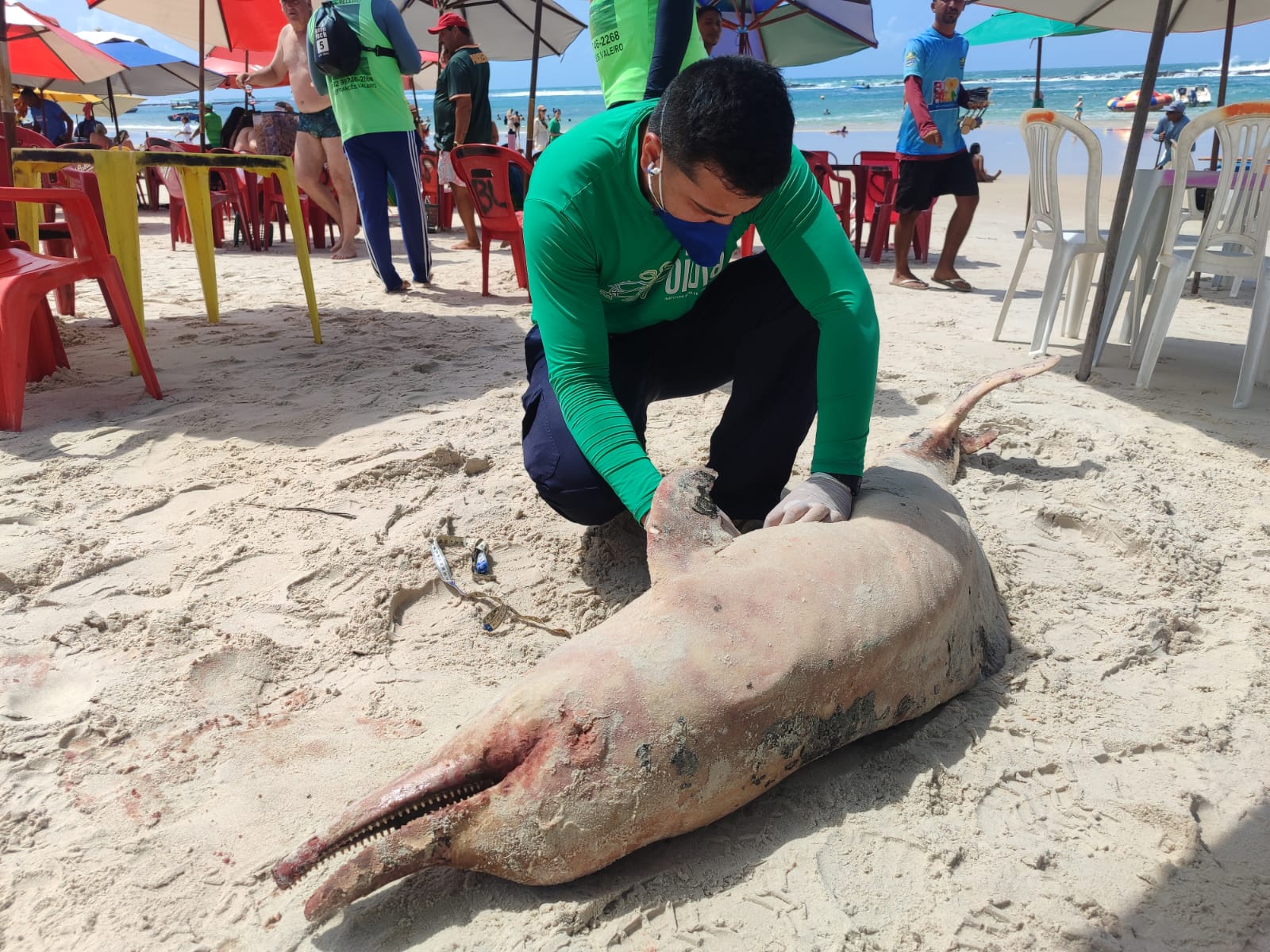 Golfinho é encontrado morto com marcas de mordidas na Praia do Francês
