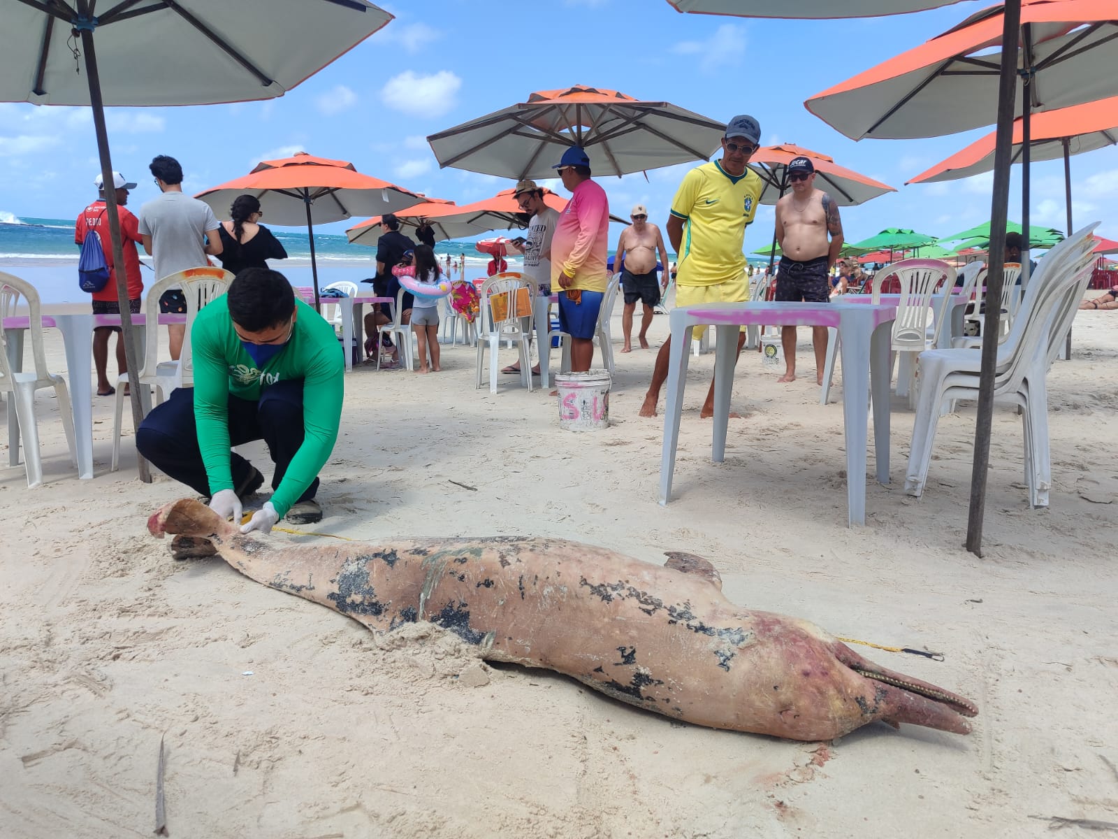Golfinho é encontrado morto com marcas de mordidas na Praia do Francês
