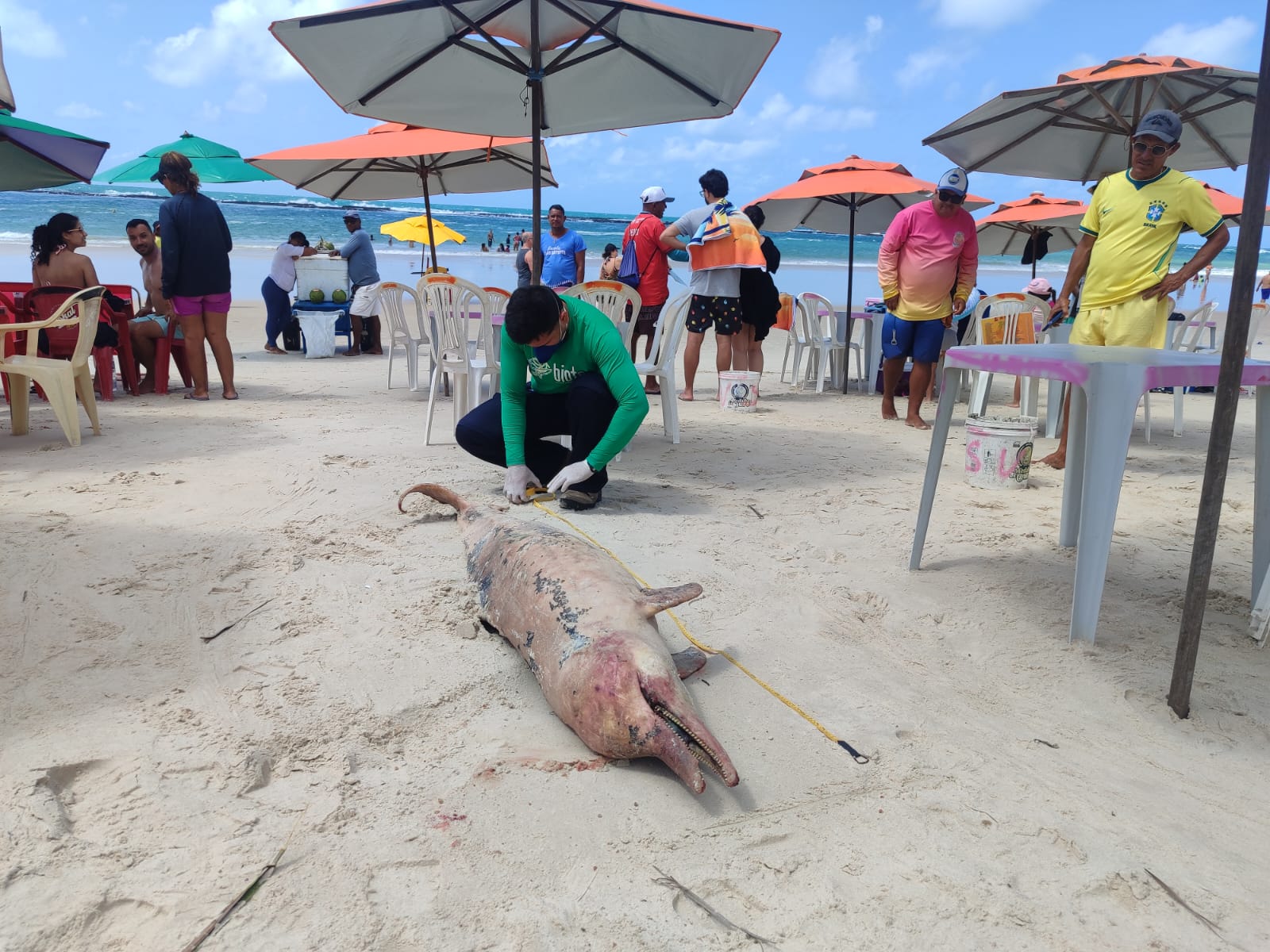 Golfinho é encontrado morto com marcas de mordidas na Praia do Francês