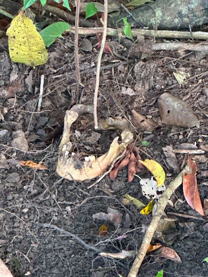 Ossada humana é encontrada em área de mata na zona rural de Coruripe