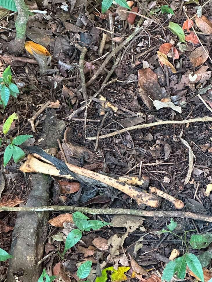 Ossada humana é encontrada em área de mata na zona rural de Coruripe