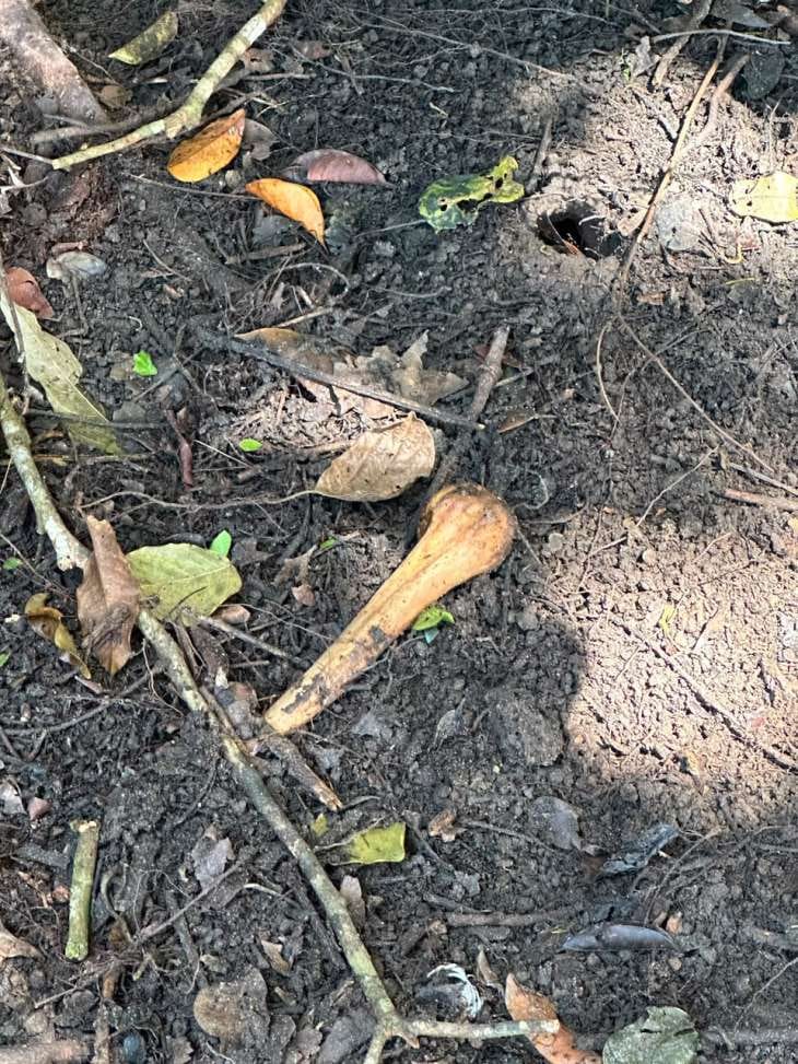 Ossada humana é encontrada em área de mata na zona rural de Coruripe