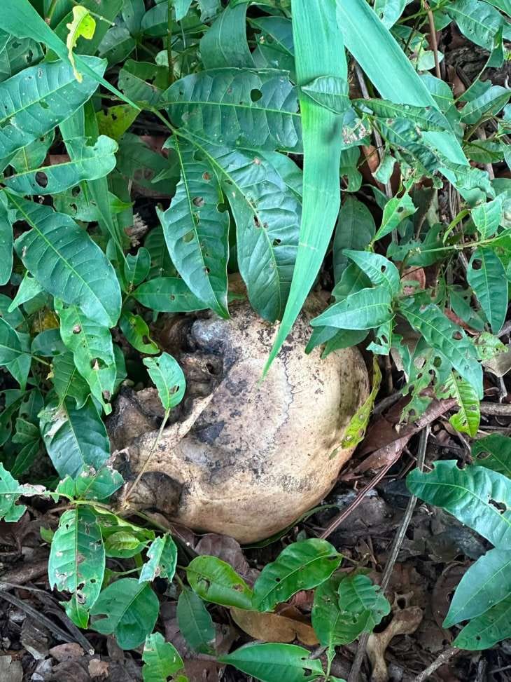 Ossada humana é encontrada em área de mata na zona rural de Coruripe