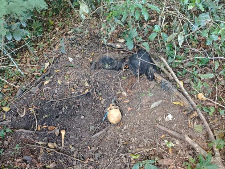 Ossada humana é encontrada em área de mata na zona rural de Coruripe