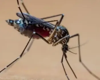 A 'tempestade perfeita' que explica explosão de casos de dengue