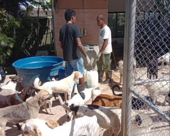 Abrigo São Cão, em Marechal, pede ajuda para pagar a funcionários