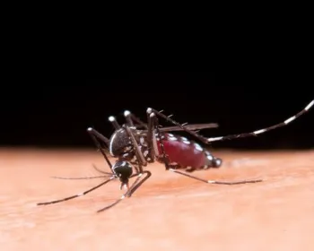 Alagoas deve começar a receber vacinas da dengue a partir desta sexta