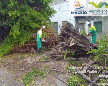 Após fortes chuvas, árvore cai em avenida do bairro Jaraguá