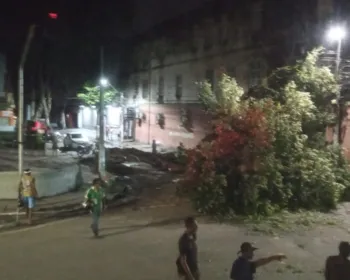 Chuva provoca queda de árvore de grande porte no centro de Maceió