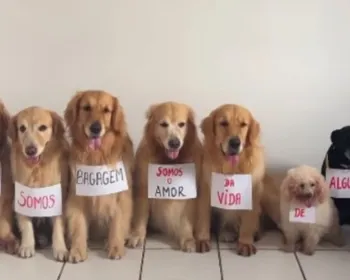 Grupo de pets “protesta” em homenagem ao cão Joca
