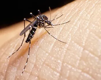 Zika e dengue crescem cerca de 150% em Maceió; chikungunya cai 55%