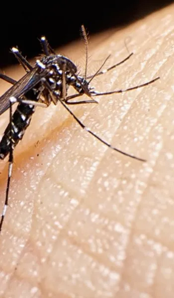 
				
					Maceió registra aumento de 114% dos casos de dengue em 2024
				
				