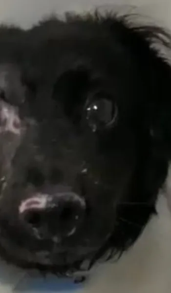 
				
					Mulher joga soda cáustica em vira-lata e cão fica cego de um olho
				
				