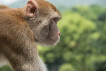 
			
				Mordido por macaco, homem é hospitalizado com vírus raro em Hong Kong
			
			