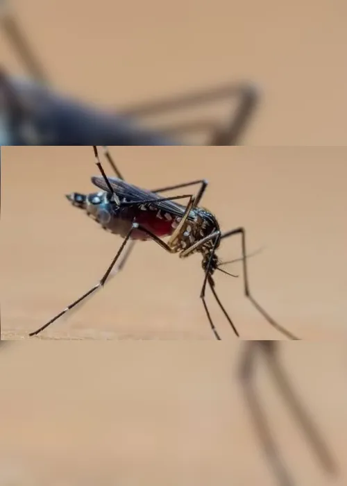 
				Brasil supera os 2,9 milhões casos prováveis de dengue
			
			