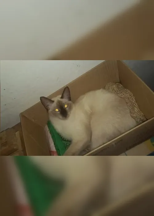 
				‘Ela era saudável', diz tutora de gata morta durante cirurgia
			
			