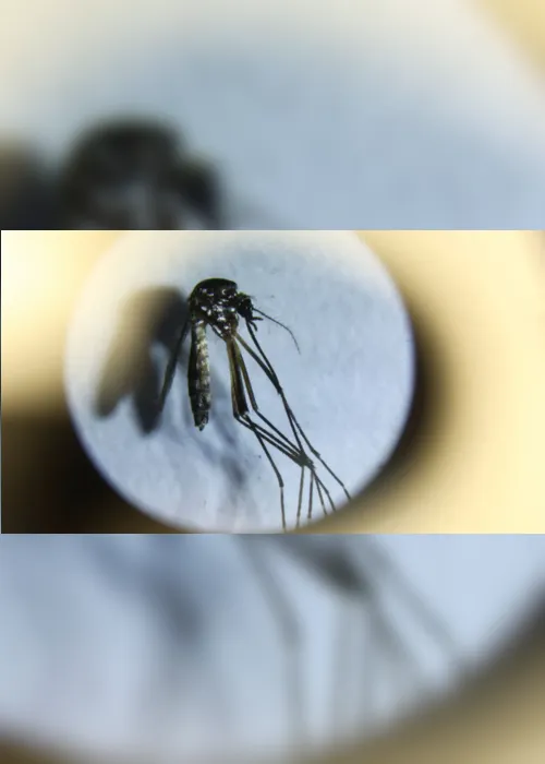 
				Todos os distritos da cidade de São Paulo estão em epidemia de dengue,
			
			