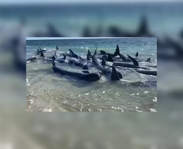 Mais de 100 baleias ficam encalhadas em praia da Austrália