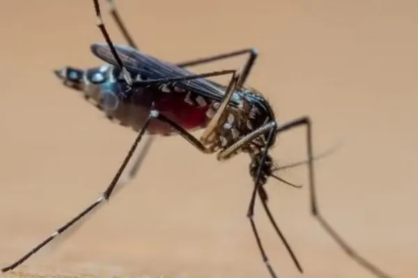 
				
					A 'tempestade perfeita' que explica explosão de casos de dengue
				
				