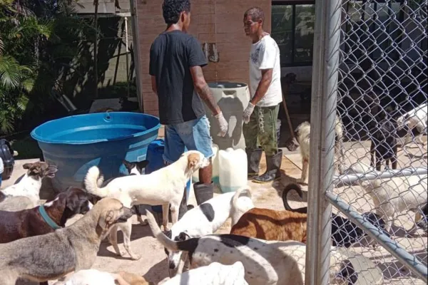 
				
					Abrigo São Cão, em Marechal, pede ajuda para pagar a funcionários
				
				