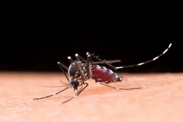 
				
					Alagoas vai receber vacinas da dengue a partir desta sexta
				
				