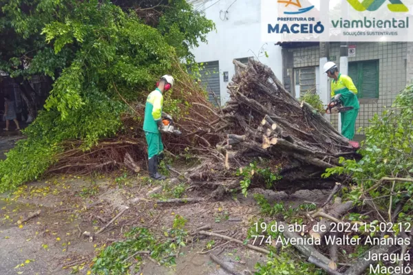 
				
					Após fortes chuvas, árvore cai em avenida do bairro Jaraguá
				
				