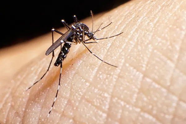 
				
					Dengue: Sesau investiga morte de bebê e mais duas pessoas em AL
				
				