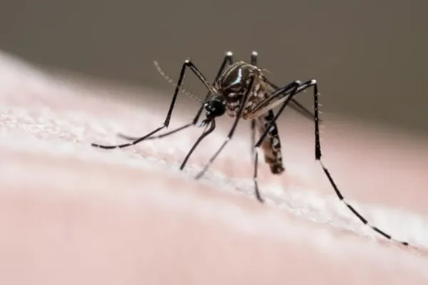 
				
					Brasil ultrapassa 4 milhões de casos de dengue
				
				