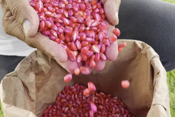 
				
					Governo planeja distribuir mais de mil toneladas de sementes em 2024
				
				
